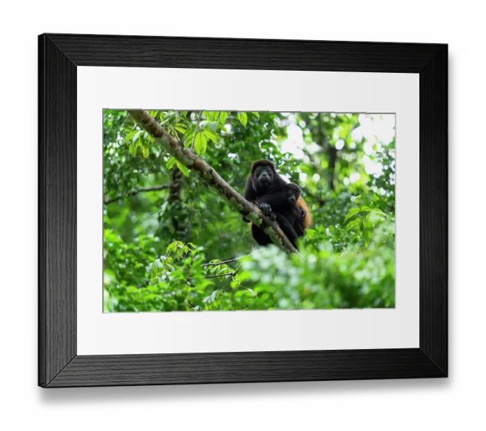 Framed Print : Mantled howler monkey (Alouatta palliata) female with infant, resting on a tree in the rainforest, Osa Peninsula, Costa Rica Framed Print : Mantled howler monkey (Alouatta palliata) female with infant, resting on a tree in the rainforest, Osa Peninsula, Costa Rica
