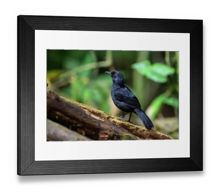 Framed Print : White-backed fire-eye (Pyriglena leuconata) male, perched on branch in rainforest understorey, buffer zone, Sumaco National Park, Amazon slope, Ecuador Framed Print : White-backed fire-eye (Pyriglena leuconata) male, perched on branch in rainforest understorey, buffer zone, Sumaco National Park, Amazon slope, Ecuador