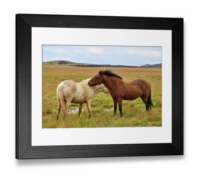 Framed Print : Two Icelandic horses (Equus caballus) standing on wet grassland, Iceland. September Framed Print : Two Icelandic horses (Equus caballus) standing on wet grassland, Iceland. September