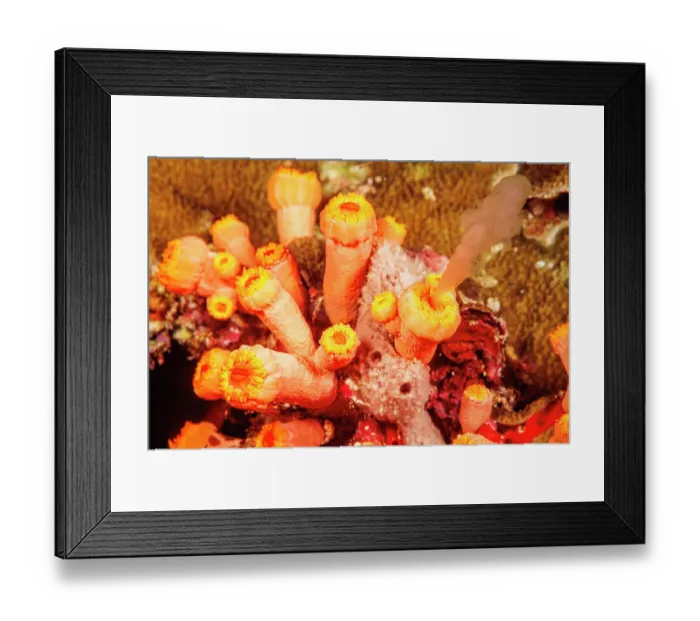 Framed Print : Colonial cup coral (Tubastraea coccinea) spawning, releasing both eggs and sperm into open ocean at night, Hawaii, Pacific Ocean Framed Print : Colonial cup coral (Tubastraea coccinea) spawning, releasing both eggs and sperm into open ocean at night, Hawaii, Pacific Ocean