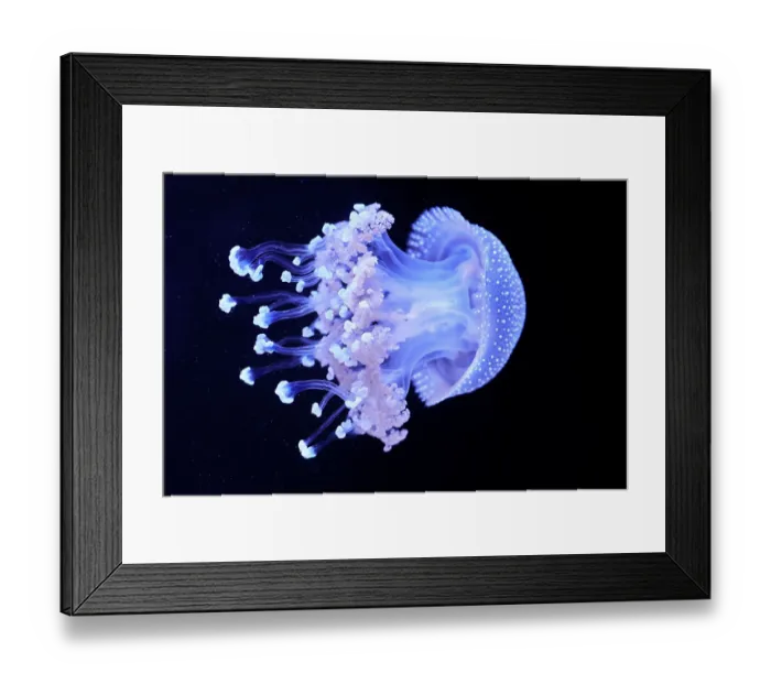 Framed Print : White-spotted jellyfish (Phyllorhiza punctata) portrait, Zoo Parc de Beauval, France. Captive, occurs in western Pacific Ocean Framed Print : White-spotted jellyfish (Phyllorhiza punctata) portrait, Zoo Parc de Beauval, France. Captive, occurs in western Pacific Ocean
