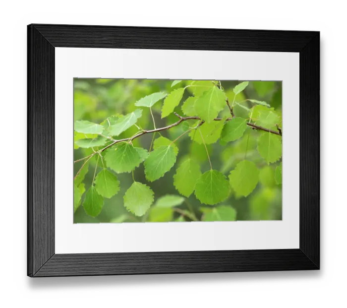 Framed Print : Close-up of Aspen (Populus tremula) leaves in early summer, Scotland, UK. June