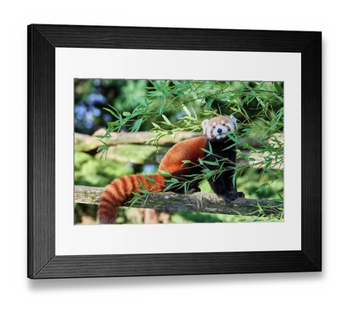 Framed Print : Red panda (Ailurus fulgens) resting on a log, Zoo Parc de Beauval, France. Captive, occurs in China. Endangered