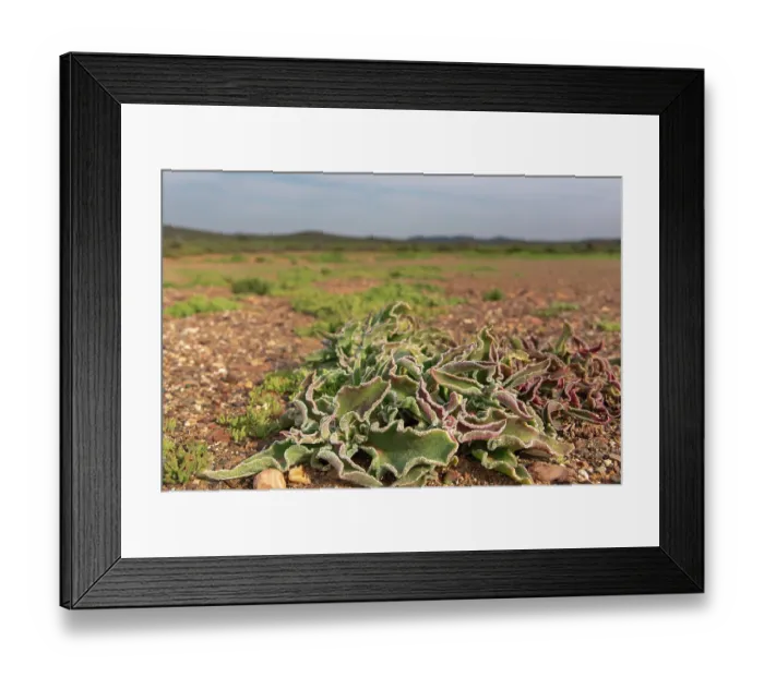 Framed Print : Common iceplant (Mesembryanthemum crystallinum), Central Karoo desert, Cape Province, South Africa. August Framed Print : Common iceplant (Mesembryanthemum crystallinum), Central Karoo desert, Cape Province, South Africa. August