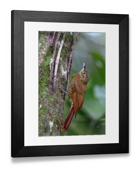 Framed Print : Olive-backed woodcreeper (Xiphorhynchus triangulatus) perched on tree trunk in rainforest canopy, buffer zone, Sumaco National Park, Amazon slope, Ecuador Framed Print : Olive-backed woodcreeper (Xiphorhynchus triangulatus) perched on tree trunk in rainforest canopy, buffer zone, Sumaco National Park, Amazon slope, Ecuador