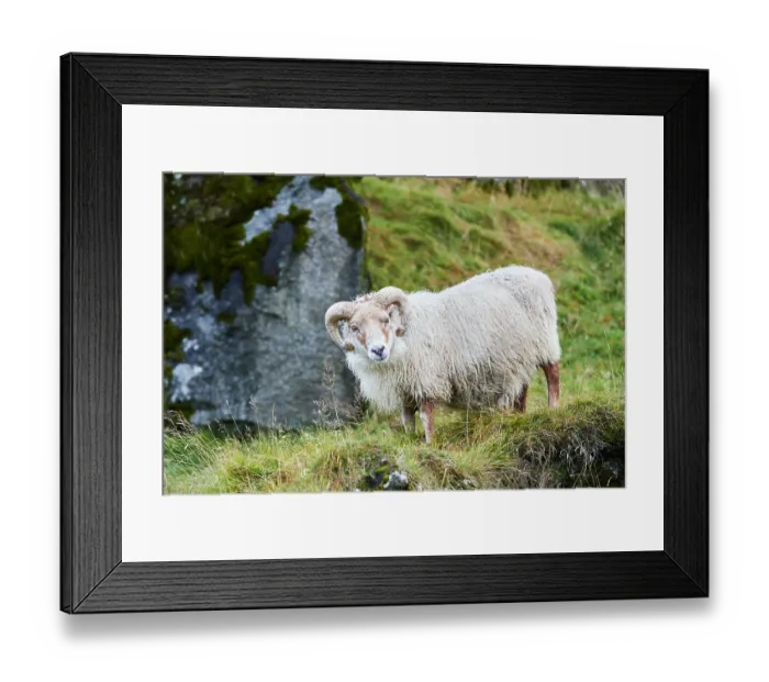 Framed Print : Icelandic sheep (Ovis aries) ram standing on hillside, portrait, Iceland. September Framed Print : Icelandic sheep (Ovis aries) ram standing on hillside, portrait, Iceland. September