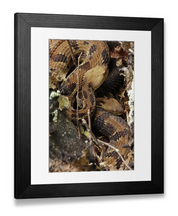 Framed Print : Timber rattlesnakes (Crotalus horridus) pair, courtship at rookery, Maryland, USA. July