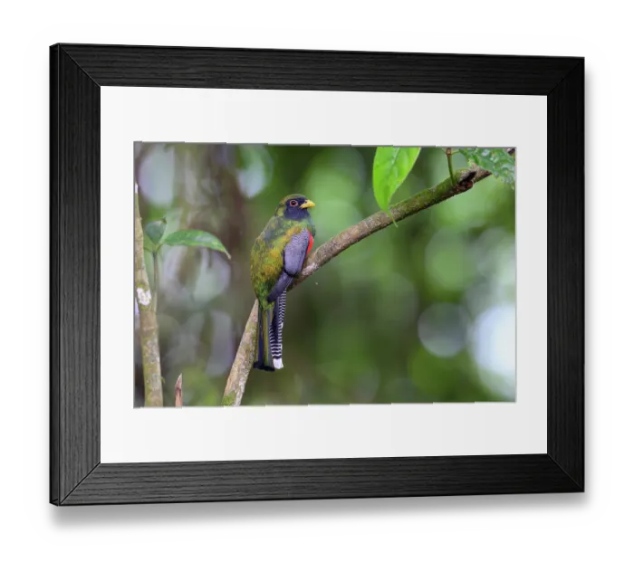 Framed Print : Collared trogon (Trogon collaris) male, perched on branch in rainforest canopy, buffer zone, Sumaco National Park, Amazon slope, Ecuador Framed Print : Collared trogon (Trogon collaris) male, perched on branch in rainforest canopy, buffer zone, Sumaco National Park, Amazon slope, Ecuador