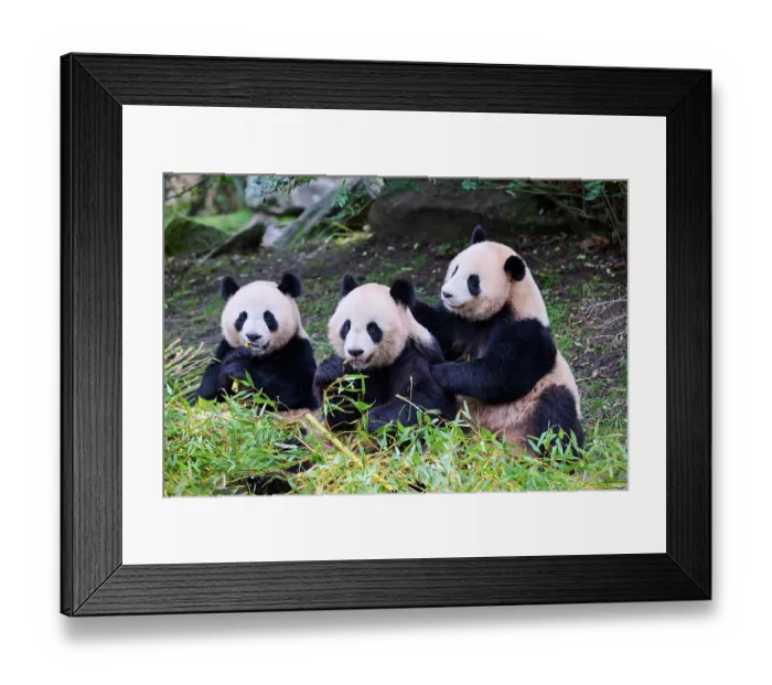 Framed Print : Giant panda (Ailuropoda melanoleuca) female with two cubs, aged 2 and a half years, feeding on bamboo Framed Print : Giant panda (Ailuropoda melanoleuca) female with two cubs, aged 2 and a half years, feeding on bamboo