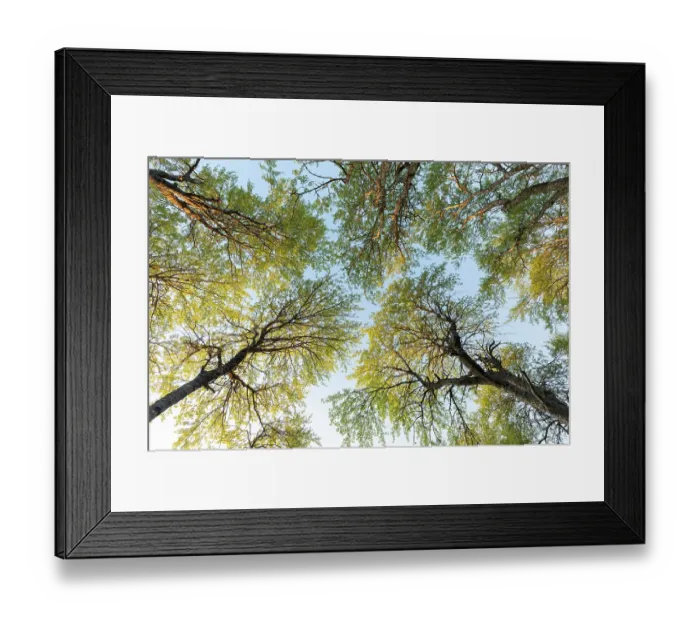 Framed Print : View looking up at Aspen (Populus tremula) canopy in evening light, Cairngorms National Park, Scotland, UK. June Framed Print : View looking up at Aspen (Populus tremula) canopy in evening light, Cairngorms National Park, Scotland, UK. June