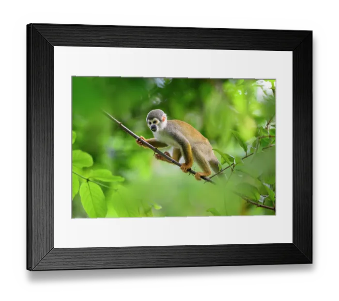 Framed Print : Ecuadorian squirrel monkey (Saimiri cassiquiarensis macrodon) juvenile, climbing along branch in rainforest canopy, Yasuni National Park, Amazonia, Ecuador Framed Print : Ecuadorian squirrel monkey (Saimiri cassiquiarensis macrodon) juvenile, climbing along branch in rainforest canopy, Yasuni National Park, Amazonia, Ecuador