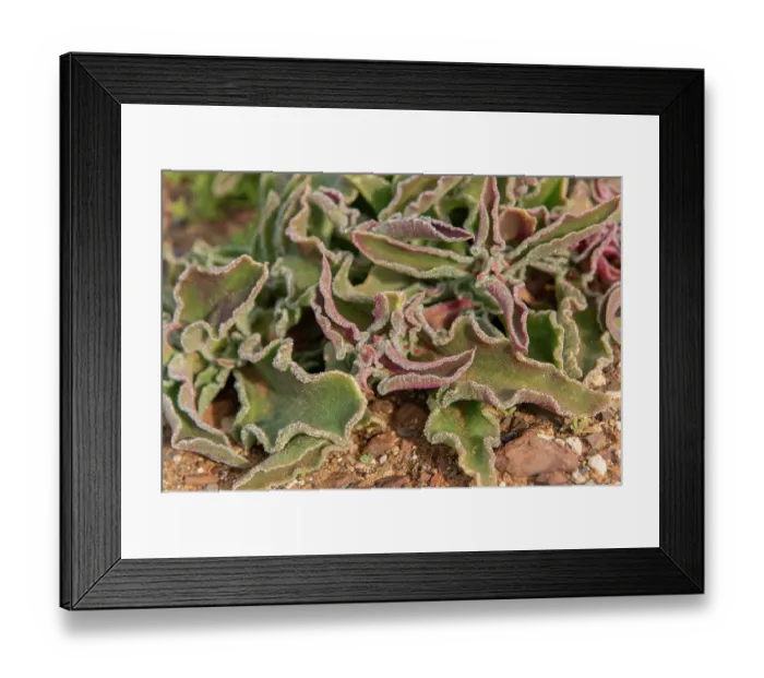 Framed Print : Common iceplant (Mesembryanthemum crystallinum), Central Karoo desert, Cape Province, South Africa. August Framed Print : Common iceplant (Mesembryanthemum crystallinum), Central Karoo desert, Cape Province, South Africa. August