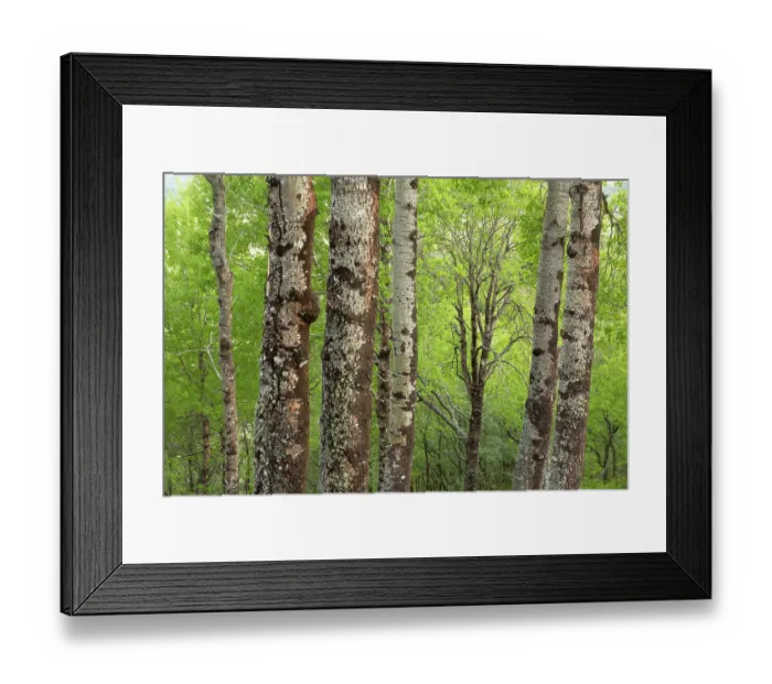 Framed Print : Mature Aspen (Populus tremula) stand in early summer, Insh Marshes, Cairngorms National Park, Scotland, UK. June Framed Print : Mature Aspen (Populus tremula) stand in early summer, Insh Marshes, Cairngorms National Park, Scotland, UK. June