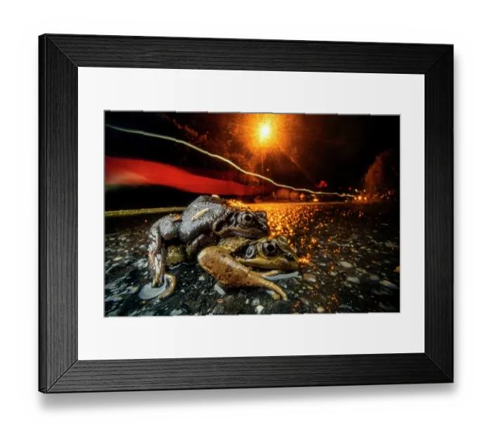 Framed Print : Common frogs (Rana temporaria) pair in amplexus on a road with traffic passing by, Lucerne, Switzerland. March Framed Print : Common frogs (Rana temporaria) pair in amplexus on a road with traffic passing by, Lucerne, Switzerland. March