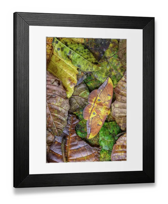 Framed Print : RF - Imperial moth (Eacles imperialis) camouflaged in leaf litter. Kapari cloud forest, Choco, Pacific slope, Ecuador. Focus stacked Framed Print : RF - Imperial moth (Eacles imperialis) camouflaged in leaf litter. Kapari cloud forest, Choco, Pacific slope, Ecuador. Focus stacked