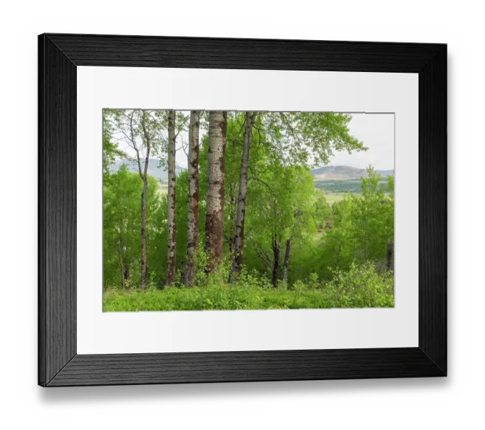 Framed Print : Mature Aspen (Populus tremula) stand in early summer, Insh Marshes, Cairngorms National Park, Scotland, UK. June Framed Print : Mature Aspen (Populus tremula) stand in early summer, Insh Marshes, Cairngorms National Park, Scotland, UK. June