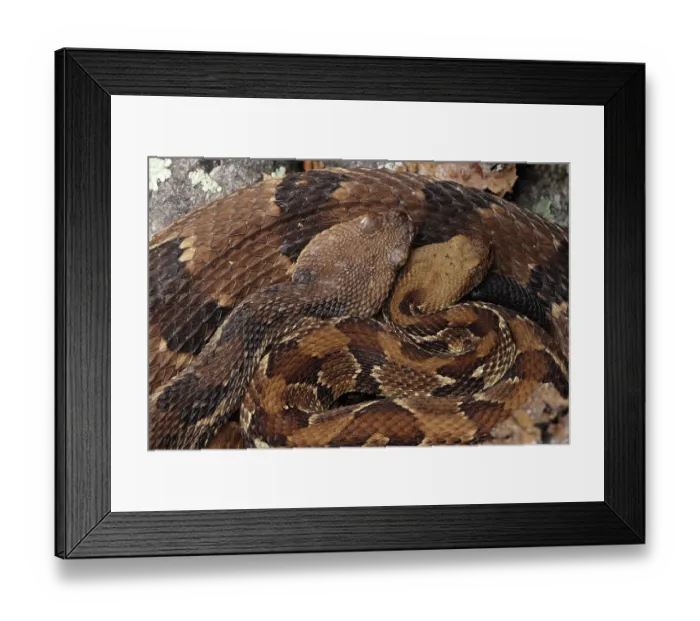 Framed Print : Timber rattlesnakes (Crotalus horridus) pair, basking together at rookery, Maryland, USA. August Framed Print : Timber rattlesnakes (Crotalus horridus) pair, basking together at rookery, Maryland, USA. August