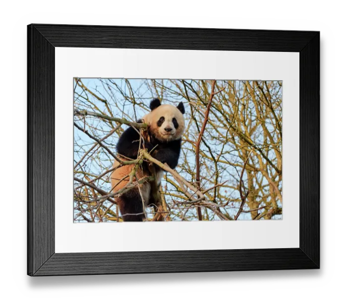 Framed Print : Giant panda (Ailuropoda melanoleuca) female, climbing in tree, Zoo Parc de Beauval, France. Captive Framed Print : Giant panda (Ailuropoda melanoleuca) female, climbing in tree, Zoo Parc de Beauval, France. Captive
