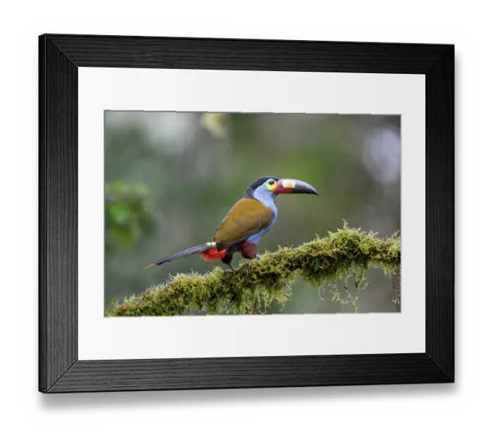 Framed Print : Plate-billed mountain toucan (Andigena laminirostris) perched on branch in cloud forest understorey, near Mindo, upper Pacific slope, Ecuador. Controlled conditions Framed Print : Plate-billed mountain toucan (Andigena laminirostris) perched on branch in cloud forest understorey, near Mindo, upper Pacific slope, Ecuador. Controlled conditions