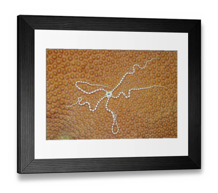 Framed Print : Brittlestar (Ophiothrix sp.) on hard coral, Yap, Federated States of Micronesia, Pacific Ocean Framed Print : Brittlestar (Ophiothrix sp.) on hard coral, Yap, Federated States of Micronesia, Pacific Ocean