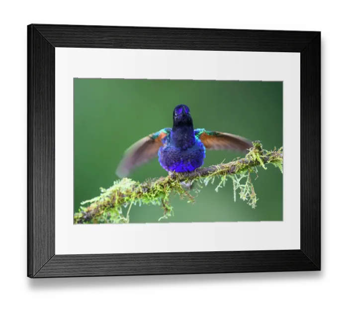 Framed Print : Velvet-purple coronet (Boissonneaua jardini) male, perched on branch displaying, Mindo area, Pichincha, Ecuador Framed Print : Velvet-purple coronet (Boissonneaua jardini) male, perched on branch displaying, Mindo area, Pichincha, Ecuador