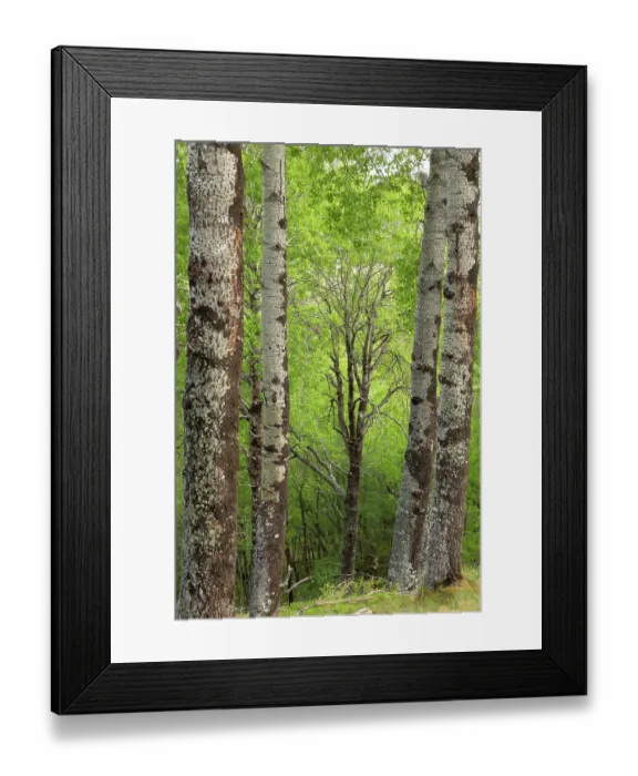 Framed Print : Mature Aspen (Populus tremula) stand in early summer, Insh Marshes, Cairngorms National Park, Scotland, UK. June Framed Print : Mature Aspen (Populus tremula) stand in early summer, Insh Marshes, Cairngorms National Park, Scotland, UK. June