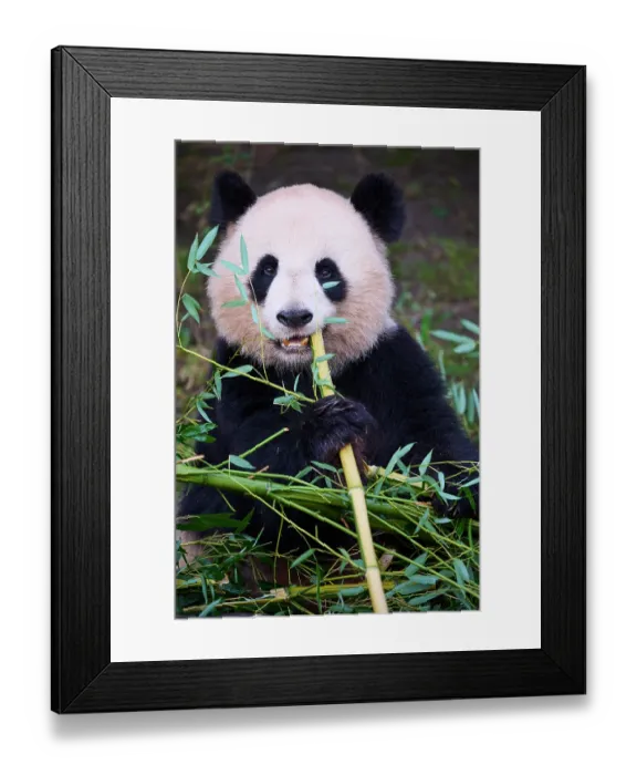 Framed Print : RF - Giant panda (Ailuropoda melanoleuca) female, feeding on bamboo, Zoo Parc de Beauval, France. Captive. (This image may be licensed either as rights managed or royalty free.) Framed Print : RF - Giant panda (Ailuropoda melanoleuca) female, feeding on bamboo, Zoo Parc de Beauval, France. Captive. (This image may be licensed either as rights managed or royalty free.)