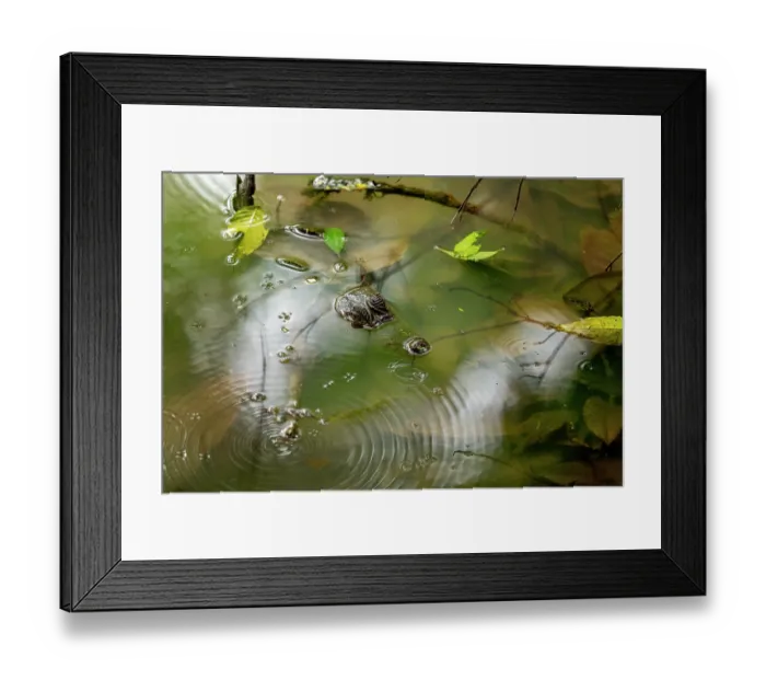 Framed Print : Spectacled caiman (Caiman crocodilus) resting in a pond in the rain, Osa Peninsula, Costa Rica Framed Print : Spectacled caiman (Caiman crocodilus) resting in a pond in the rain, Osa Peninsula, Costa Rica