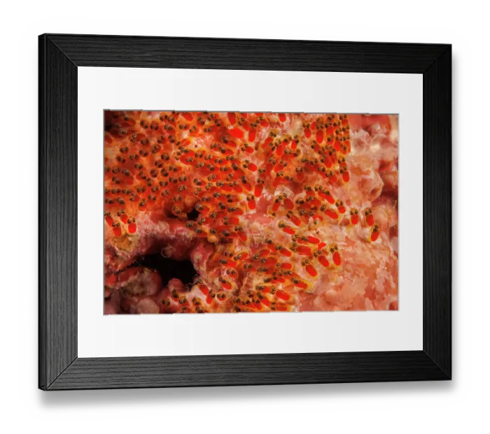 Framed Print : Clark's anemonefish (Amphiprion clarkii) egg mass, Yap, Federated States of Micronesia, Pacific Ocean Framed Print : Clark's anemonefish (Amphiprion clarkii) egg mass, Yap, Federated States of Micronesia, Pacific Ocean