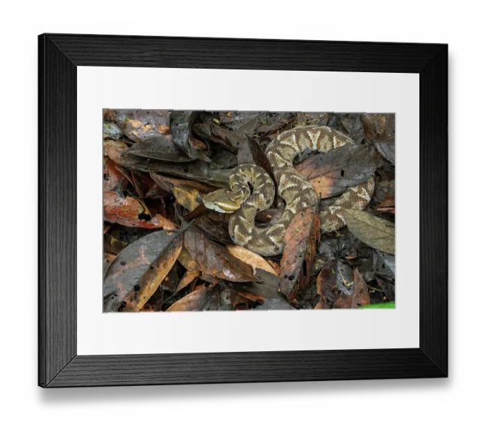 Framed Print : Cambell's toadheaded viper (Bothrocophias campbelli) camouflaged in leaf-litter, cloud forest, Mindo area, Pacific slope, Ecuador. Controlled conditions Framed Print : Cambell's toadheaded viper (Bothrocophias campbelli) camouflaged in leaf-litter, cloud forest, Mindo area, Pacific slope, Ecuador. Controlled conditions