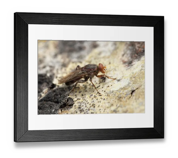 Framed Print : Aspen hoverfly (Hammerschmidtia ferruginea) male, resting on fallen Aspen deadwood, Insh Marshes, Cairngorms National Park, Scotland, UK. June Framed Print : Aspen hoverfly (Hammerschmidtia ferruginea) male, resting on fallen Aspen deadwood, Insh Marshes, Cairngorms National Park, Scotland, UK. June