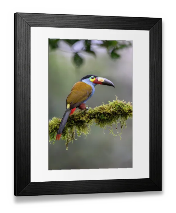 Framed Print : Plate-billed mountain toucan (Andigena laminirostris) perched on branch in cloud forest understorey, near Mindo, upper Pacific slope, Ecuador. Controlled conditions Framed Print : Plate-billed mountain toucan (Andigena laminirostris) perched on branch in cloud forest understorey, near Mindo, upper Pacific slope, Ecuador. Controlled conditions