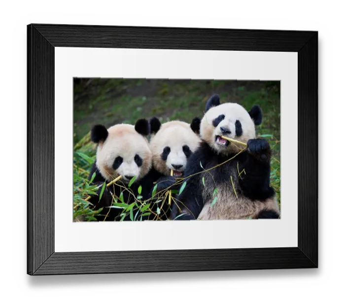 Framed Print : Giant panda (Ailuropoda melanoleuca) female with two cubs, aged 2 and a half years, feeding on bamboo Framed Print : Giant panda (Ailuropoda melanoleuca) female with two cubs, aged 2 and a half years, feeding on bamboo