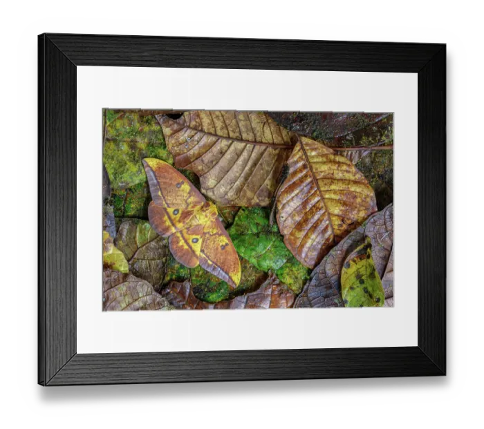 Framed Print : RF - Imperial moth (Eacles imperialis) camouflaged in leaf litter, Kapari cloud forest, Choco, Pacific slope, Ecuador. Focus stacked