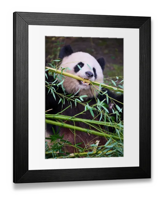 Framed Print : RF - Giant panda (Ailuropoda melanoleuca) female, feeding on bamboo, Zoo Parc de Beauval, France. Captive. (This image may be licensed either as rights managed or royalty free.) Framed Print : RF - Giant panda (Ailuropoda melanoleuca) female, feeding on bamboo, Zoo Parc de Beauval, France. Captive. (This image may be licensed either as rights managed or royalty free.)