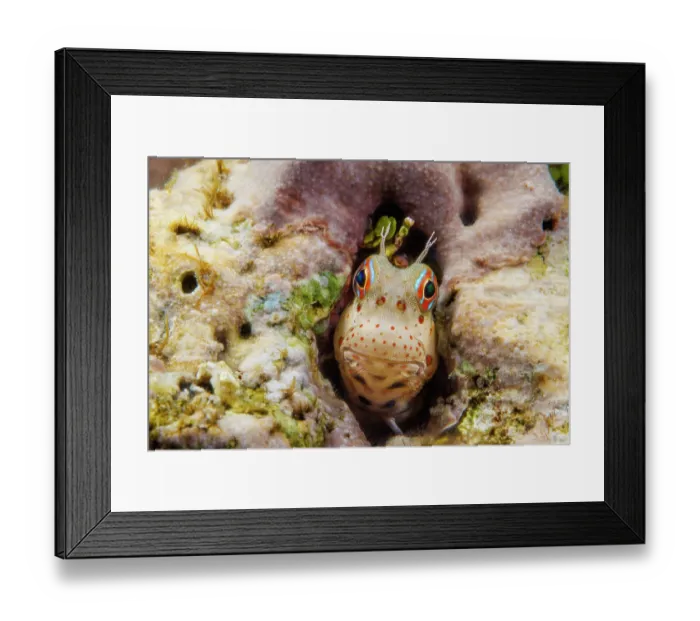 Framed Print : Red-spotted blenny (Blenniella chrysospilos) peering out from its protective home in the reef, Guam, Federated States of Micronesia, Pacific Ocean Framed Print : Red-spotted blenny (Blenniella chrysospilos) peering out from its protective home in the reef, Guam, Federated States of Micronesia, Pacific Ocean
