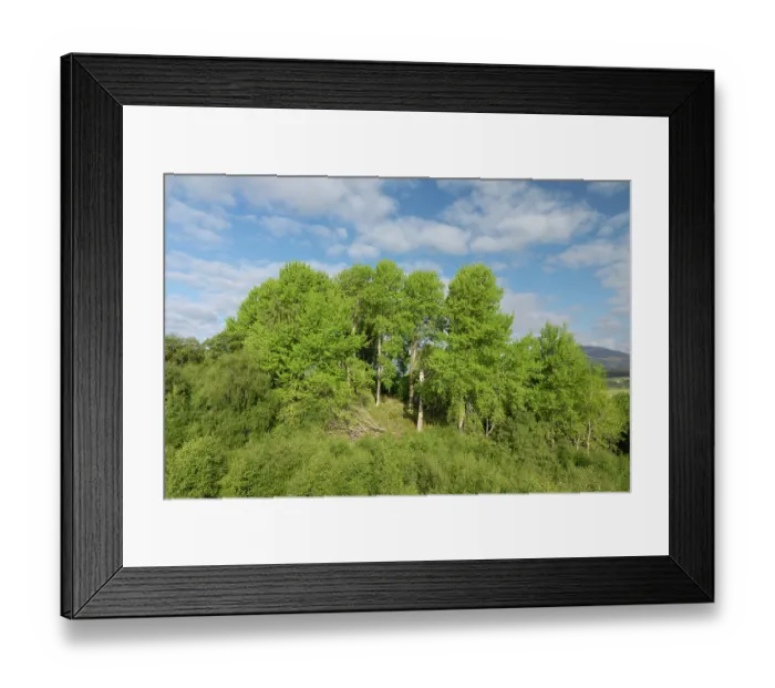 Framed Print : Mature Aspen (Populus tremula) stand in early summer, Insh Marshes, Cairngorms National Park, Scotland, UK. June Framed Print : Mature Aspen (Populus tremula) stand in early summer, Insh Marshes, Cairngorms National Park, Scotland, UK. June