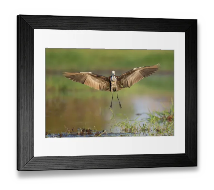 Framed Print : White-necked heron (Ardea pacifica) landing with eel prey in beak, Corroboree Billabong, Northern Territory, Australia Framed Print : White-necked heron (Ardea pacifica) landing with eel prey in beak, Corroboree Billabong, Northern Territory, Australia