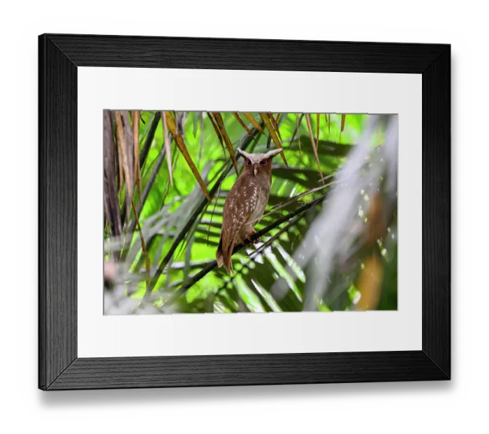 Framed Print : Crested owl (Lophostrix cristata) roosting in rainforest canopy, Yasuni National Park, Amazon, Ecuador Framed Print : Crested owl (Lophostrix cristata) roosting in rainforest canopy, Yasuni National Park, Amazon, Ecuador