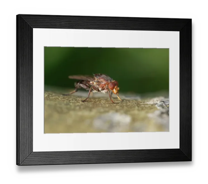 Framed Print : Aspen hoverfly (Hammerschmidtia ferruginea) male, on fallen Aspen deadwood, Insh Marshes, Cairngorms National Park, Scotland, UK. June Framed Print : Aspen hoverfly (Hammerschmidtia ferruginea) male, on fallen Aspen deadwood, Insh Marshes, Cairngorms National Park, Scotland, UK. June