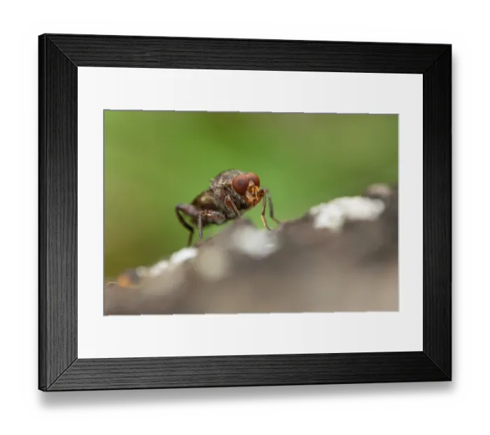 Framed Print : Aspen hoverfly (Hammerschmidtia ferruginea) male, resting on fallen Aspen deadwood, Insh Marshes, Cairngorms National Park, Scotland, UK. June Framed Print : Aspen hoverfly (Hammerschmidtia ferruginea) male, resting on fallen Aspen deadwood, Insh Marshes, Cairngorms National Park, Scotland, UK. June
