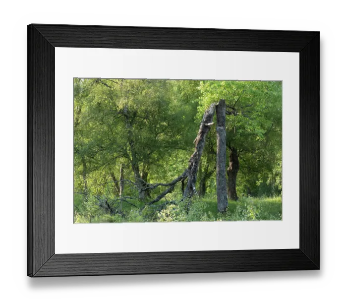Framed Print : Standing deadwood in Aspen (Populus tremula) woodland, Cairngorms National Park, Scotland, UK. June Framed Print : Standing deadwood in Aspen (Populus tremula) woodland, Cairngorms National Park, Scotland, UK. June