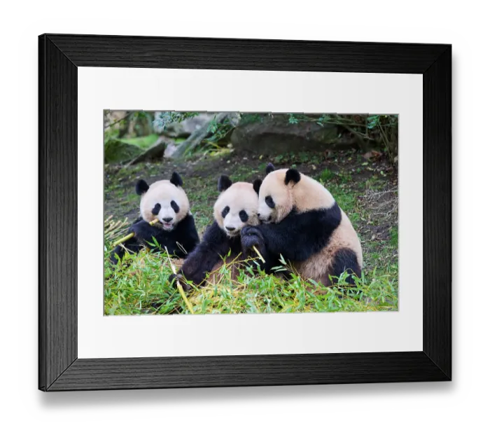 Framed Print : RF - Giant panda (Ailuropoda melanoleuca) female with two cubs, aged 2 and a half years, feeding on bamboo Framed Print : RF - Giant panda (Ailuropoda melanoleuca) female with two cubs, aged 2 and a half years, feeding on bamboo