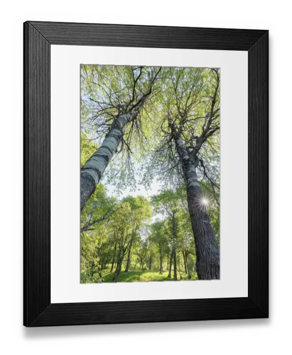 Framed Print : Aspen (Populus tremula) woodland in early summer, Cairngorms National Park, Scotland, UK. June Framed Print : Aspen (Populus tremula) woodland in early summer, Cairngorms National Park, Scotland, UK. June