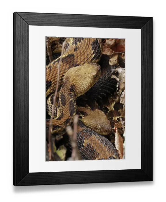 Framed Print : Timber rattlesnakes (Crotalus horridus) pair, courtship at rookery, Maryland, USA. July Framed Print : Timber rattlesnakes (Crotalus horridus) pair, courtship at rookery, Maryland, USA. July