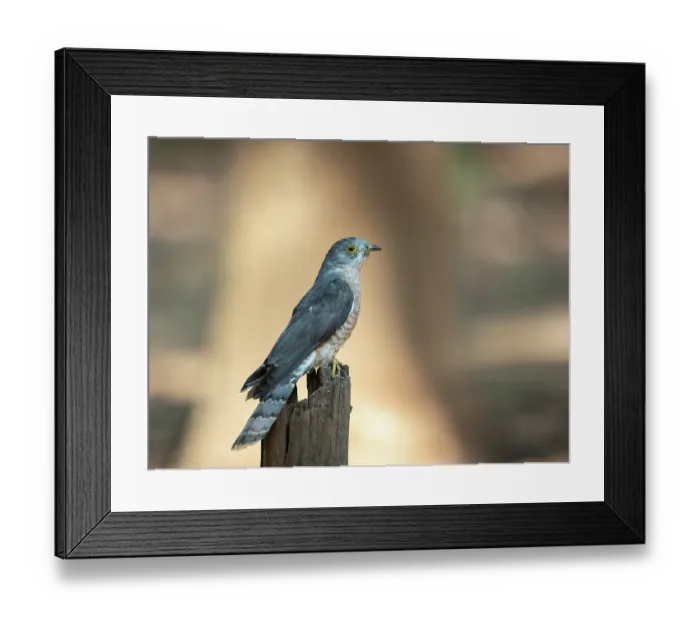 Framed Print : Common cuckoo (Cuculus canorus) perched on post, Bandhavgarh Tiger Reserve, Madhya Pradesh, India Framed Print : Common cuckoo (Cuculus canorus) perched on post, Bandhavgarh Tiger Reserve, Madhya Pradesh, India