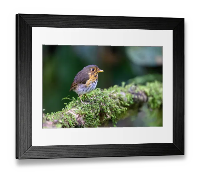 Framed Print : Ochre-breasted antpitta (Grallaricula flavirostris) perched on branch in rainforest understorey, buffer zone, Sumaco National Park, Amazon slope, Ecuador Framed Print : Ochre-breasted antpitta (Grallaricula flavirostris) perched on branch in rainforest understorey, buffer zone, Sumaco National Park, Amazon slope, Ecuador