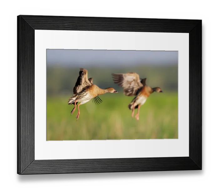 Framed Print : Two Plumed whistling ducks (Dendrocygna eytoni) coming into land, Corroborree Billabong, Northern Territory, Australia Framed Print : Two Plumed whistling ducks (Dendrocygna eytoni) coming into land, Corroborree Billabong, Northern Territory, Australia
