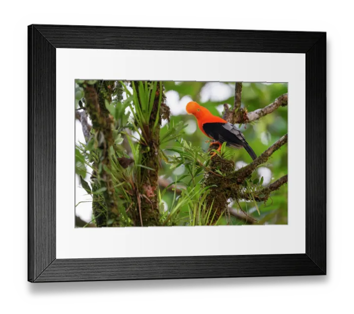 Framed Print : Andean cock-of-the-rock (Rupicola peruviana aequatorialis) male - eastern (Amazon) slope form - perched at lek in rainforest canopy Framed Print : Andean cock-of-the-rock (Rupicola peruviana aequatorialis) male - eastern (Amazon) slope form - perched at lek in rainforest canopy
