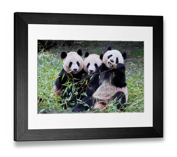 Framed Print : Giant panda (Ailuropoda melanoleuca) female with two cubs, aged 2 and a half years, feeding on bamboo Framed Print : Giant panda (Ailuropoda melanoleuca) female with two cubs, aged 2 and a half years, feeding on bamboo